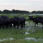 Young herdsman vigil