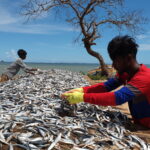 Dried fish