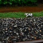All Turtle Conservation Units in Sri Lanka are Illegal, reveals Information Act