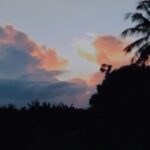 Sky kissing trees