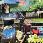 Sweet corn in Vavuniya