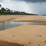 ගලිවර්ලාගේ වන විනාශය සහ ලිලිපුට්ටන්ගේ සංරක්ෂණය!