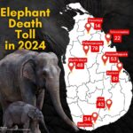අධික වර්ෂාව නිසා කලාතුරකින් හටගන්නා හතු විශේෂයක් ගල්ලෙන් ජාත්‍යන්තරයට