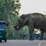 ශ්‍රී ලාංකීය වී ගොවිතැන කෙරෙහි දේශගුණික විපර්යාසයන්ගේ බලපෑම