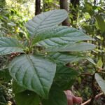 දේශගුණික විපර්යාශයන් නිසා කැළබෙන කාලගුණය