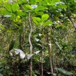 காலநிலை மாற்றமும் இலங்கையும்