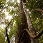 World Court says countries are legally obligated to curb emissions, protect climate